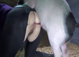 Amateur animal porn