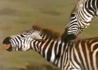 Amazingly intense bestiality in this compilation