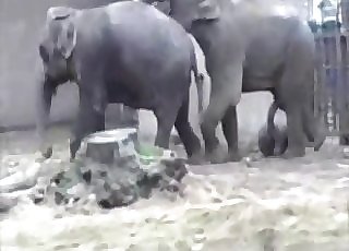 Killer elephants are enjoying bestiality hookup action