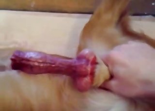 This doggy's massive penis looks so freaking nice