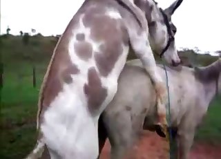 Sensual mule fucked his sexy girlfriend in the doggy pose
