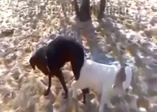Zoo Porn Videos - Best Animal Sex Clips HD