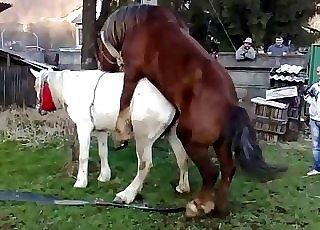 2 magnificent horses enjoying their natural call