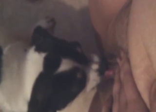 Small dog licking her big pussy in a POV scene