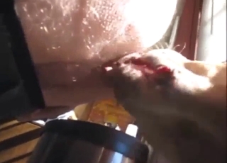 Breakfast pleasure with a dog that eats shit