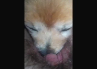 Amazing cunnilingus session with a crafty dog