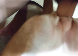 Dude is going to fuck an animal cunt up close