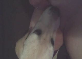 First-try fuck with a zoophilic lady and her dog