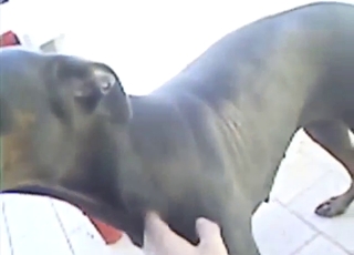 Dog's narrow opening is going to get fingered