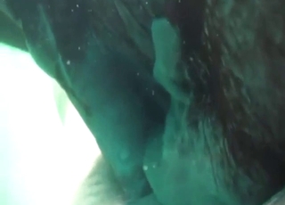 Walrus porn with hot animals that get off