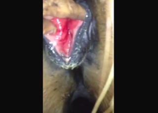 Mare is going to get fisted properly, up close