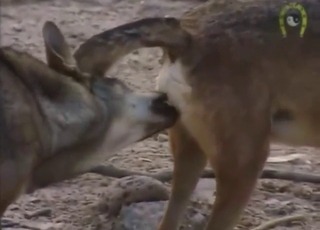 Wolf porn movie with licking, fucking, orgasms