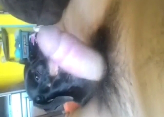 Guy shakes his hairy dick and gets licked by dog