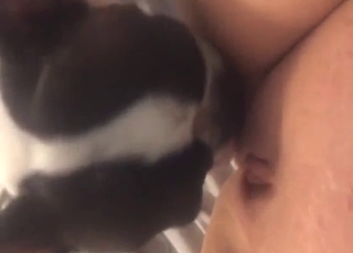 Appealing animal is licking up and down the hole