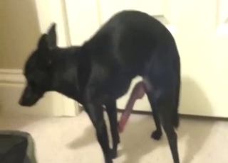 Black dog shows off its meaty penis on camera
