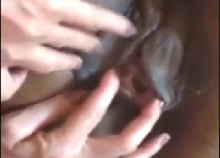 Big brown mare has a good-looking vag, etc.