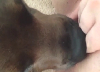 Rubbing her pussy as dog licks that juicy cunt