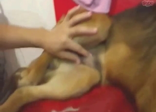 Corruption of a sexy dog with a tight hole