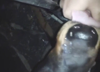 Midnight fuck with a sexed-up dog, it's wild