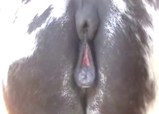 Mare's black pussy looks so, so tight here