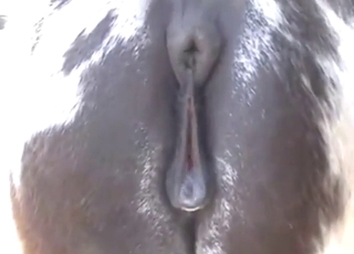 Mare's black pussy looks so, so tight here