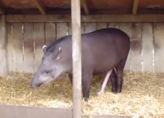 Tapir teasing with that tight body of his
