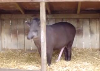 Tapir teasing with that tight body of his