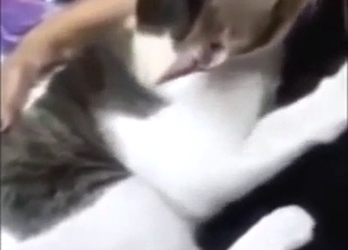 Milk and teasing with a horned-up kitty in HQ