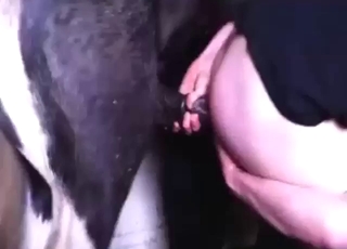 Stallion is going to destroy his booty hole