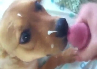 Handjob and blowjob with a cute-looking pupper