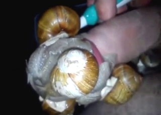 Snails fucked by a true alpha male today