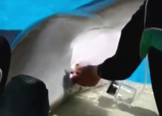 Dolphin porn movie with plenty of pleasing