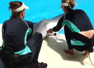 Dolphin porn movie with plenty of pleasing