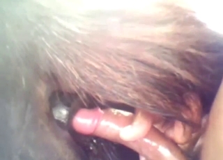 Hot horse gets its nice hole fucked with close-ups