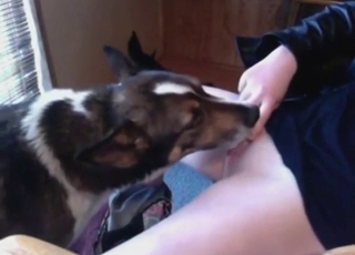 Dog is going to worship that teen's cute coochie