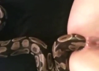 Snake makes it way inside that juicy asshole