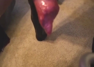 Dog enjoying a fleshlight fuck in a POV scene