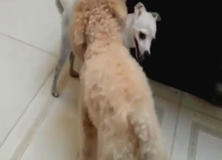 Dog penis is going to be pleased in a messy vid