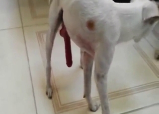 Dog penis is going to be pleased in a messy vid