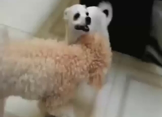 Dog penis is going to be pleased in a messy vid
