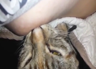 Cat is going to become obsessed with nips