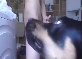 Dog fellatio scene with a good-looking dude