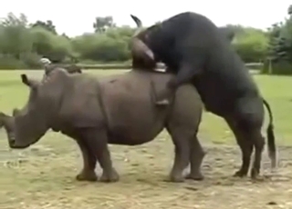 Homosexual beasts are ready to bang hard