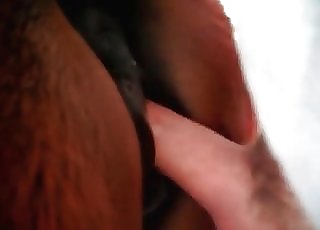 Hardcore fucking between a boy and a stallion