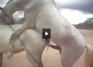 Stallion butt looks so freaking fuckable