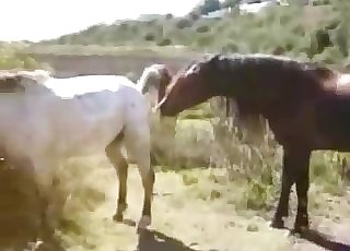 ﻿2 horses boning outdoors, enjoy