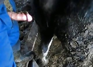 Black horse ravaged by a farmer