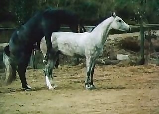 Pair of stellar horses are having a hot sex session