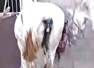 Two white horses have impressive sex