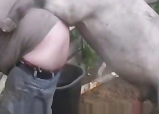 Epic stallion is filmed in a passionate close up